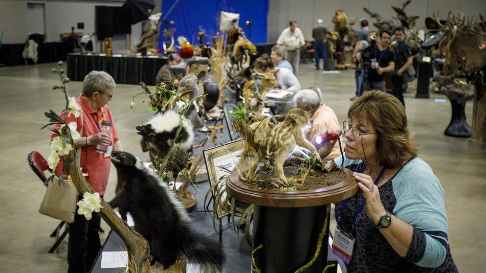 ct-world-taxidermy-ae-0528-20170527-001.jpg