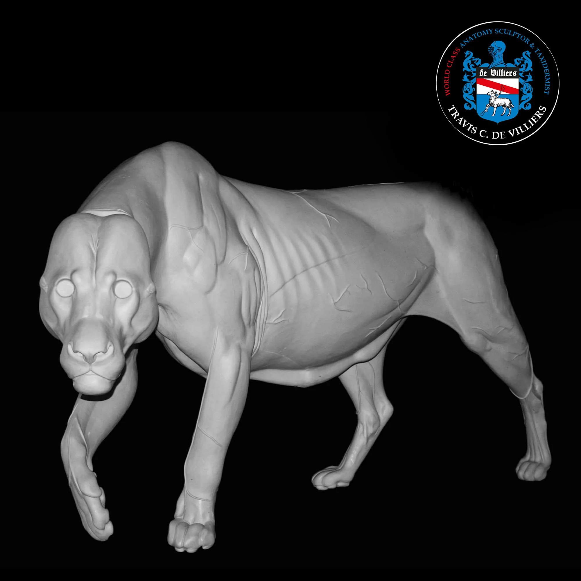 Lion - Panthera leo