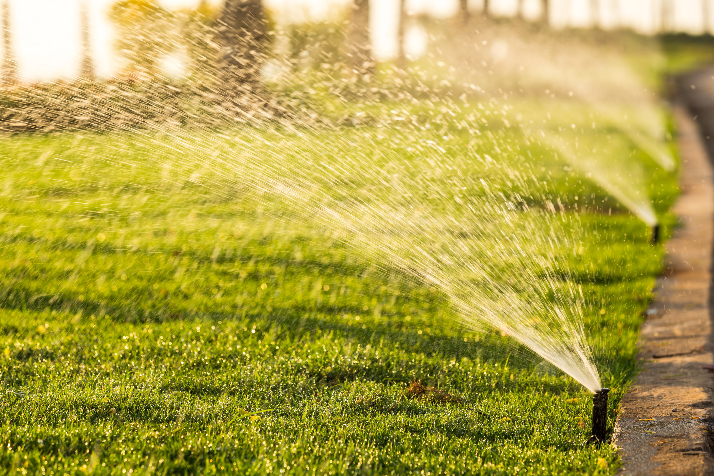 sun sprinklers .jpg