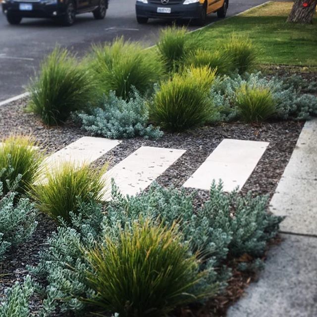 @newgradelandscapes
.
.
.
Are you sick of maintaining your grass verge? ✅ Tired of damaged sprinklers from parked cars? ✅ 
Worried about your gardens water usage ✅
A waterwise nature strip uses 90% less water than an irrigated grassed verge and requi