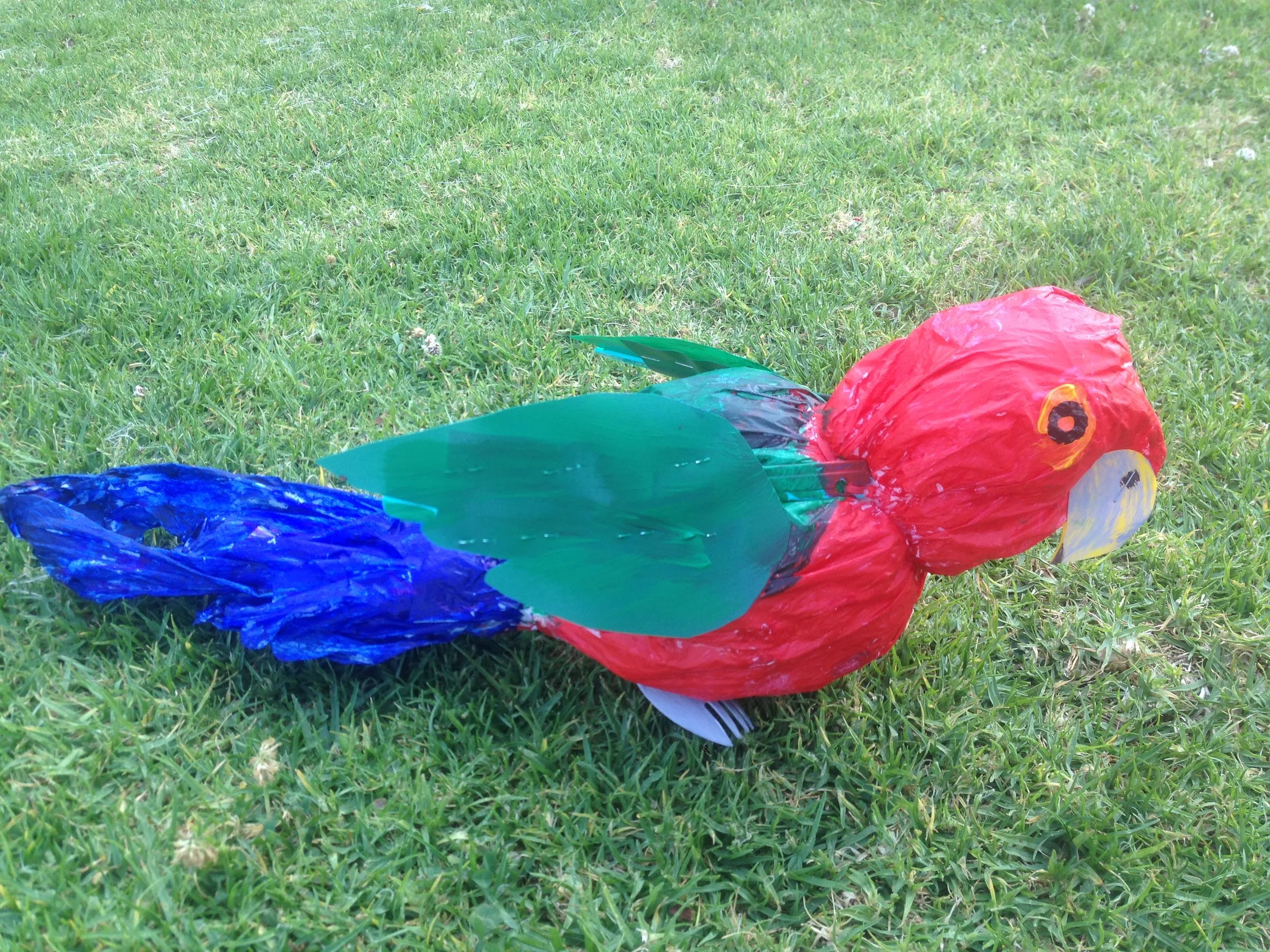 King Parrot