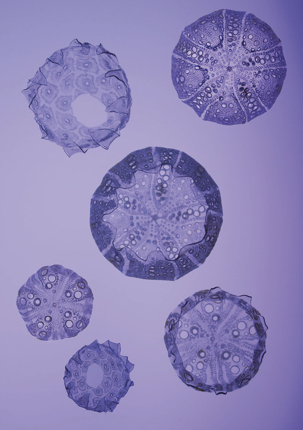 Microbes Floating in a Sea