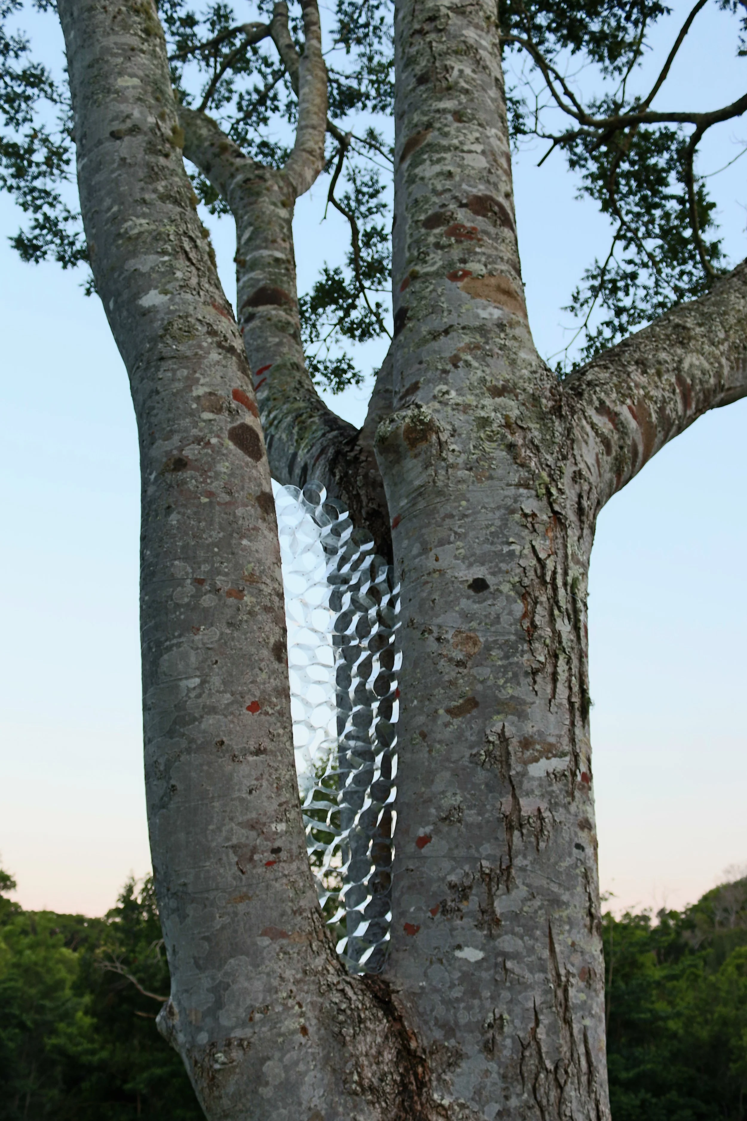 Nadine Schmoll Colony 2020.JPG