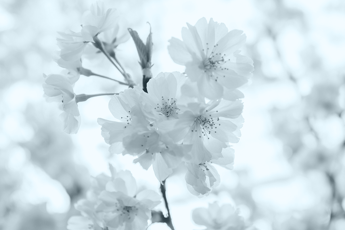 shawnn-tan-270218-unsplash-2.png