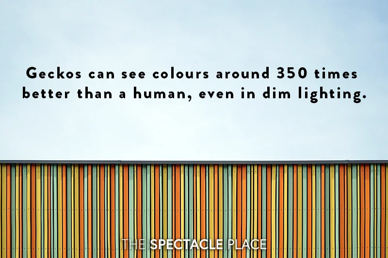 funfact_gecko.jpg