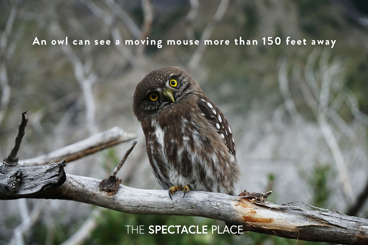 funfact_owl.jpg