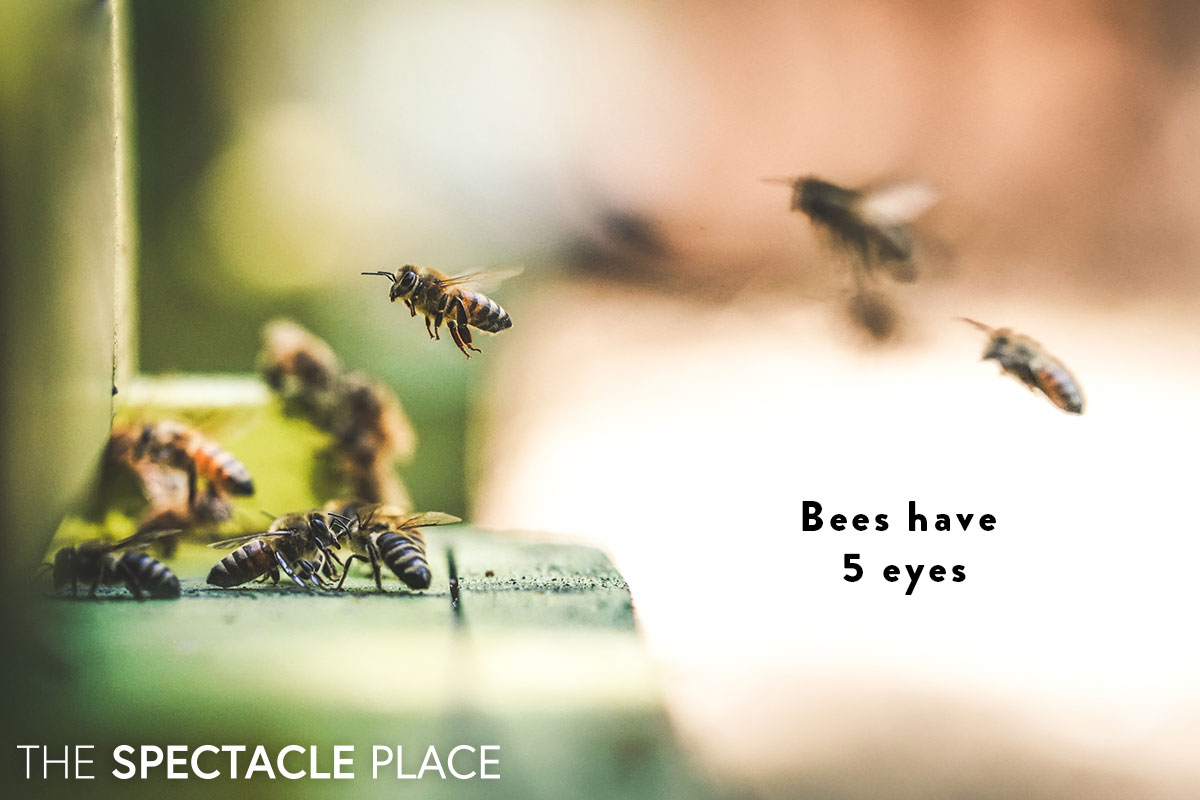 funfact_bees.jpg