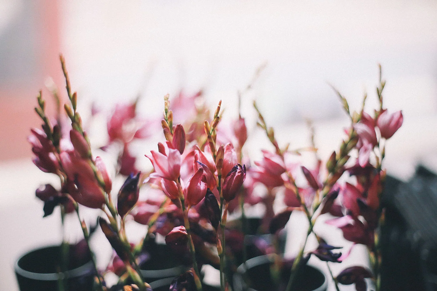 LS_Site_©AmoureuxWeddings_0050.jpg
