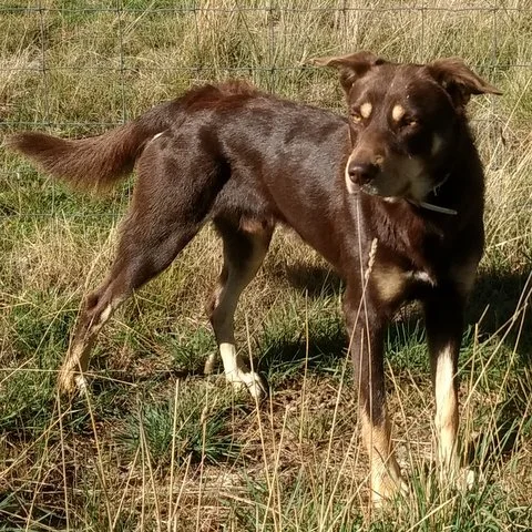 CLEVER MANGO DOB 7/9/15, MALE VERY WELL STARTED, $1900