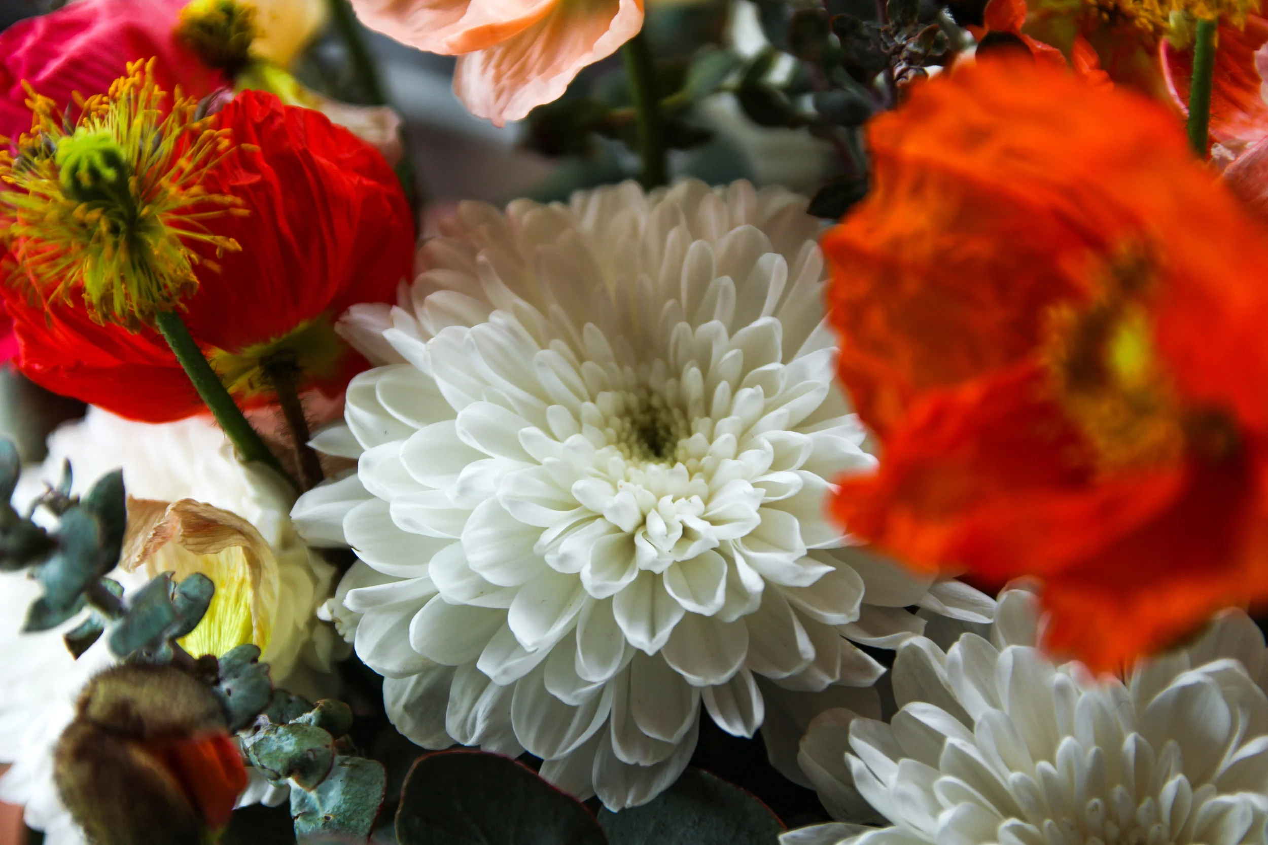 Melbourne, VIC, Australia- Local, seasonal flowers