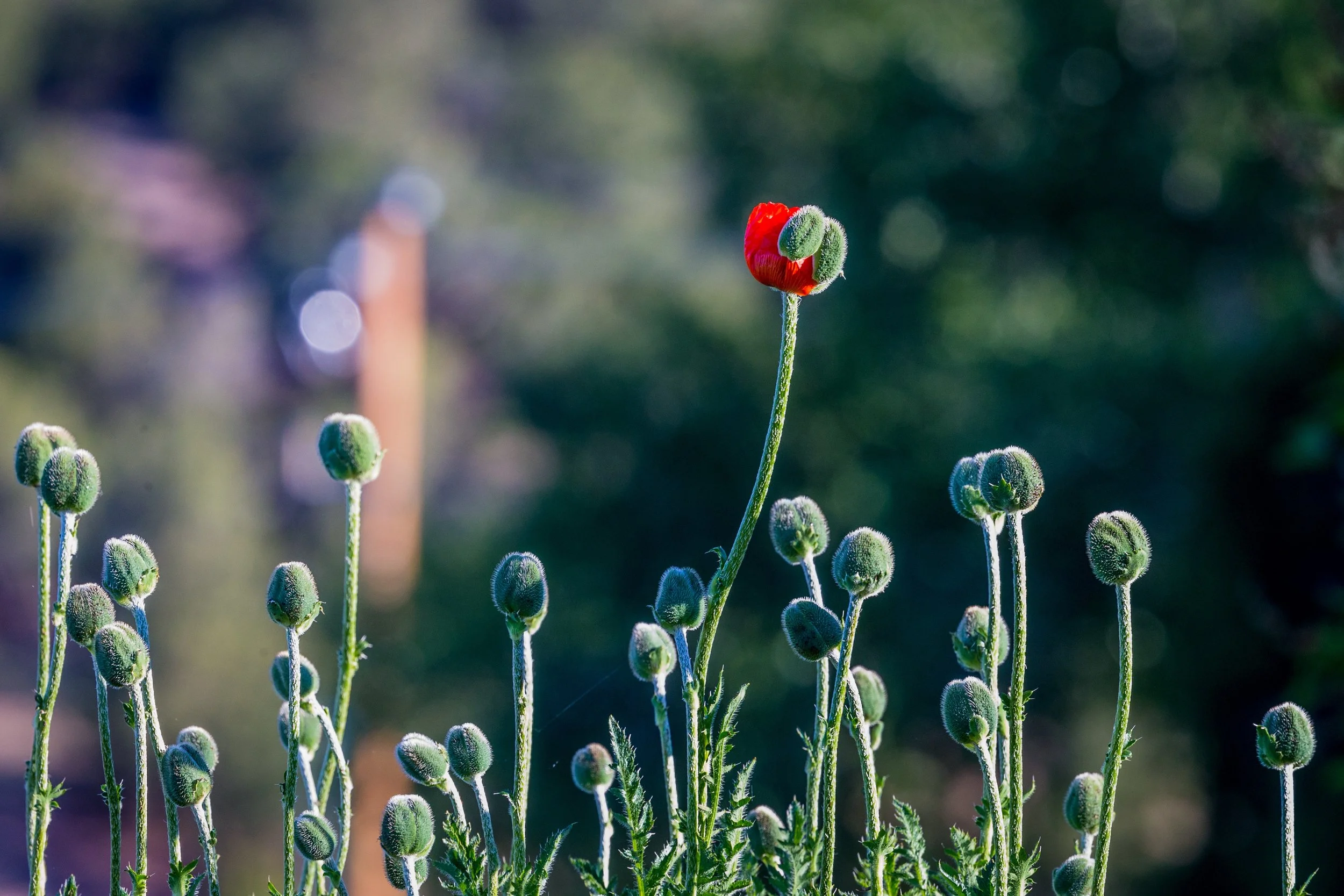 "Change is inevitable, but transformation is by conscious choice.” Heather Ash Amara