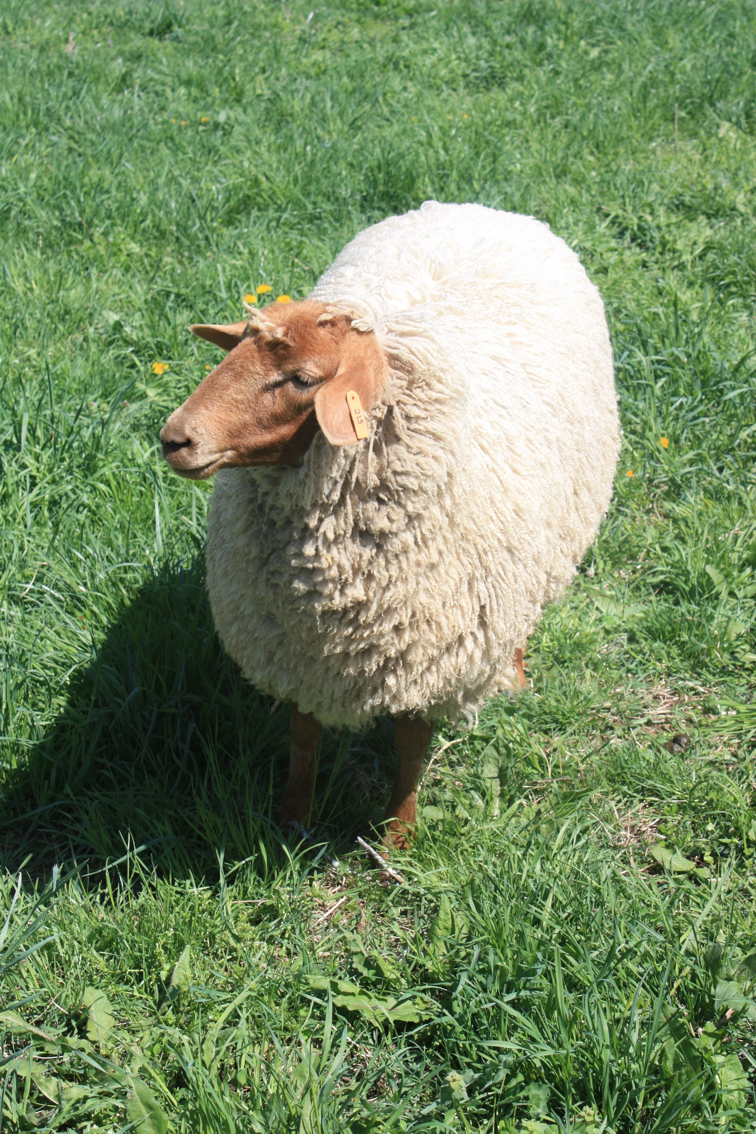 Firdt shearing 005.JPG