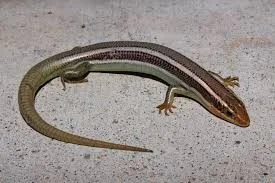 sKINK.jpg
