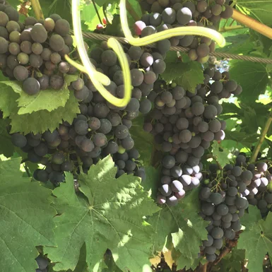 AR-CSA-Secondary-Grapes.jpg