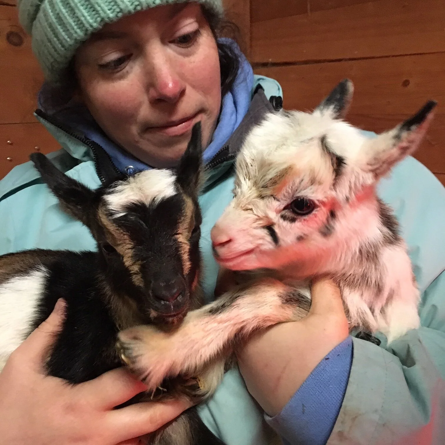 The 2021 Kidding Season has begun!