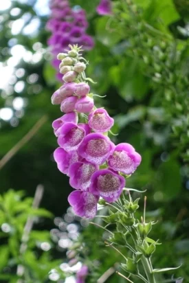 Foxgloves — at their best in June