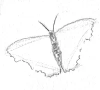 butterfly doodle