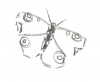 butterfly doodle
