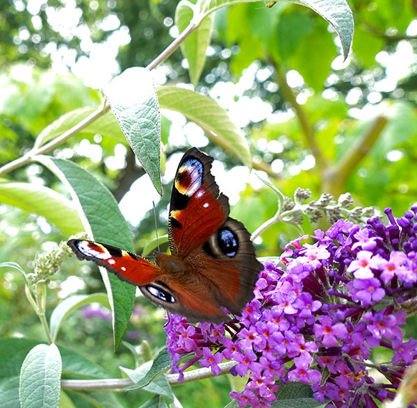 peacockbutterfly for website.jpg