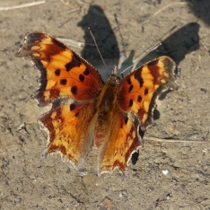 DSC00846.jpg