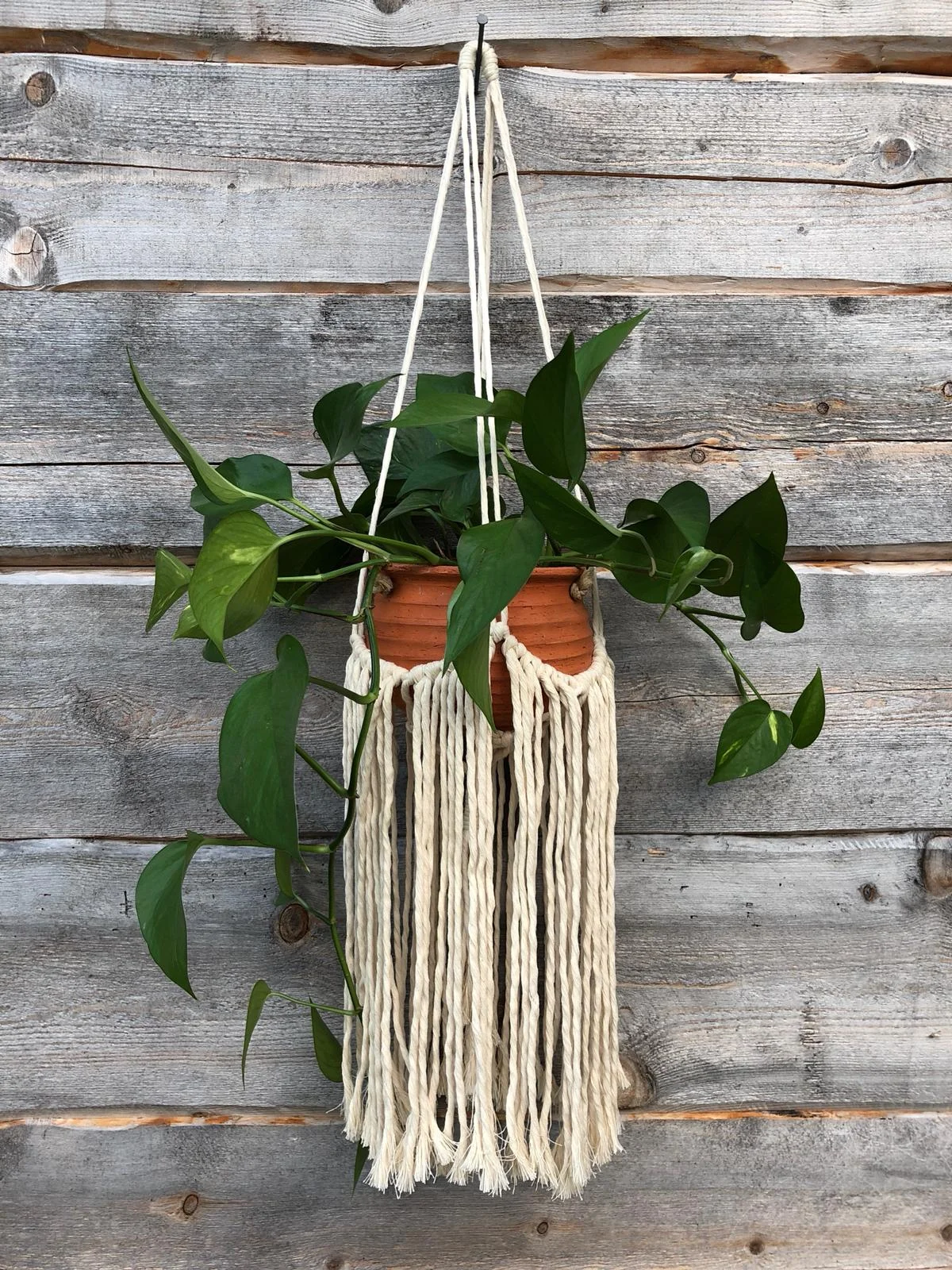 Pyrstötähti-amppeli luonnonvalkoinen