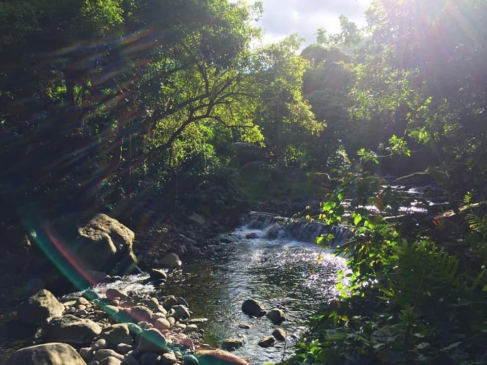 Random fresh water swimming hole I stumbled upon hiking deep into the Waihe'e valley.