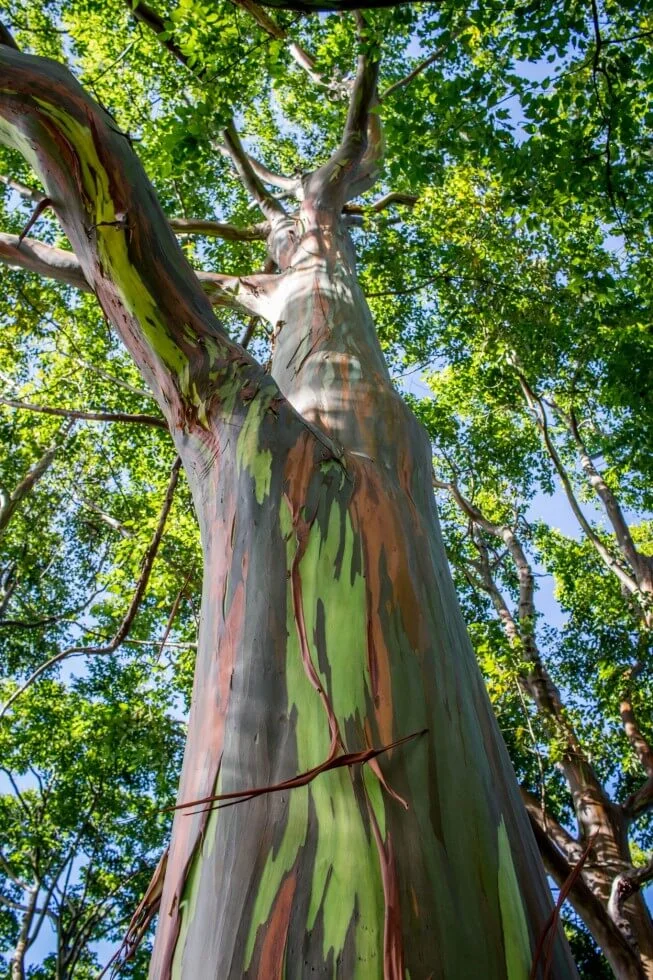 Natural rainbow bark on Eucalyptus trees...so magical.