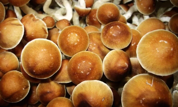 shrooms2.jpg