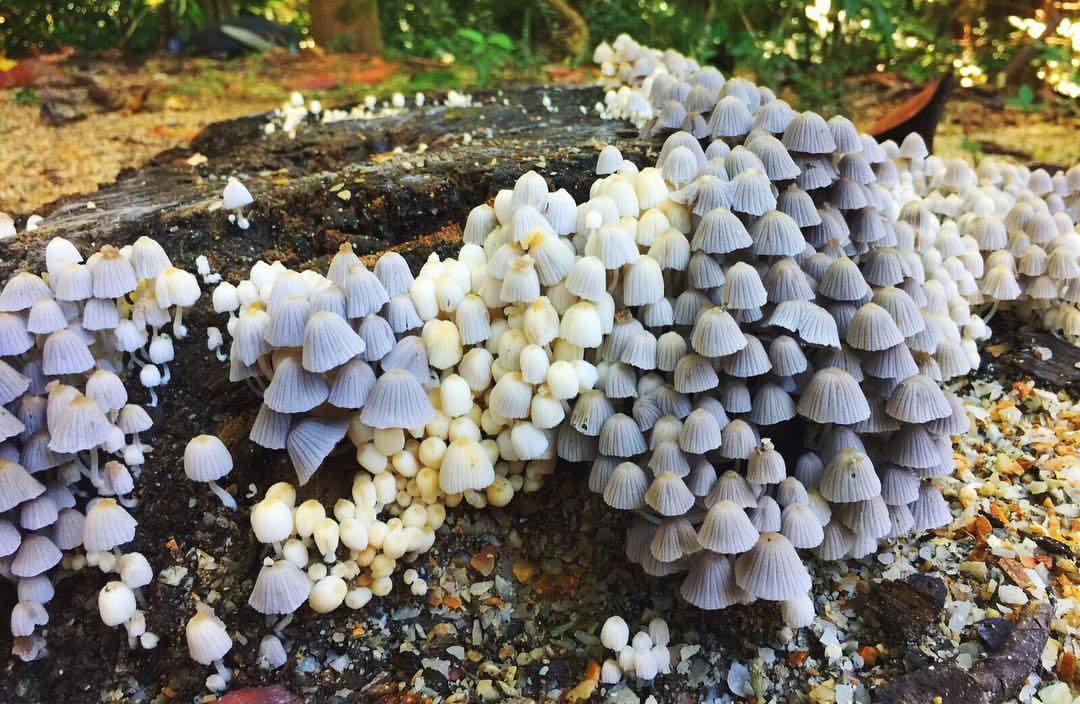 Coprinellus Disseminatus (Fairy Inkcap Mushroom), a non-psychedelic mushroom... but what a trip just LOOKING a them! Discovered this bunch in the Byron Bay area of NSW, Australia.