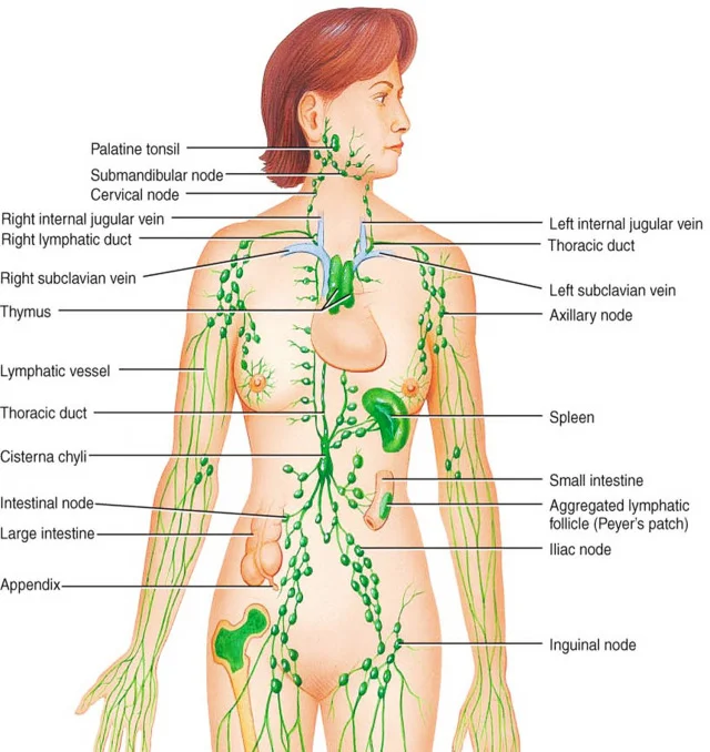 The lymphatic system and the major lymph nodes.