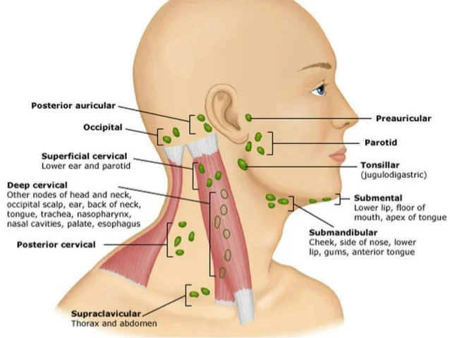 Lymph nodes in the neck/ face: you want to stimulate the lymph fluid in the direction of these points. 