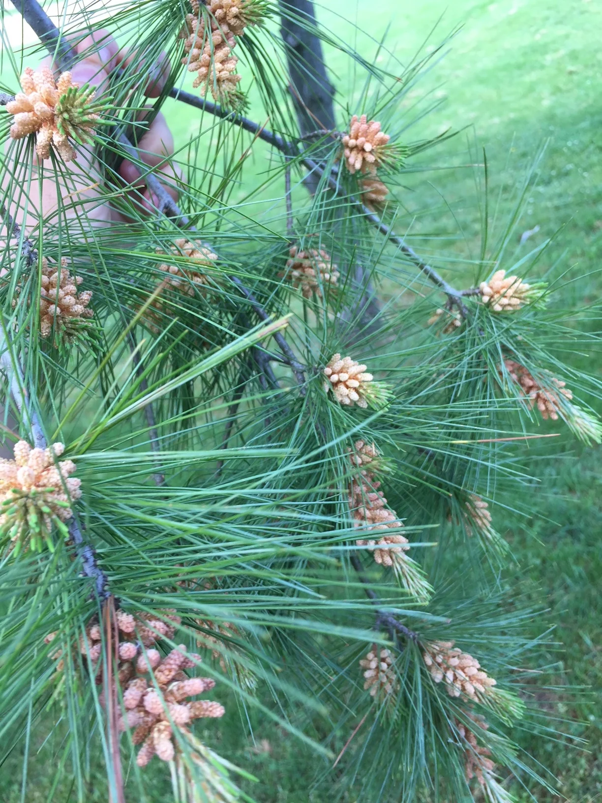 Pine pollen cones from my most recent harvest. 