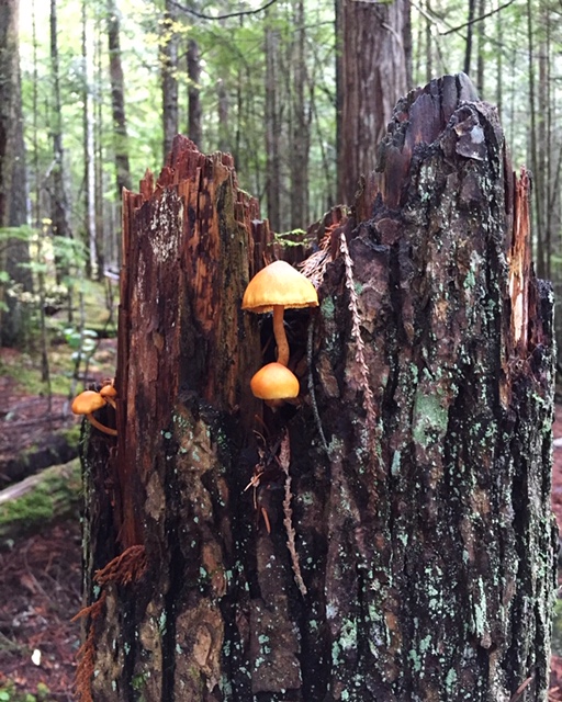 Spotted while hiking in the forests of Campbell River, on Vancouver Island, British Columbia, November 2018.