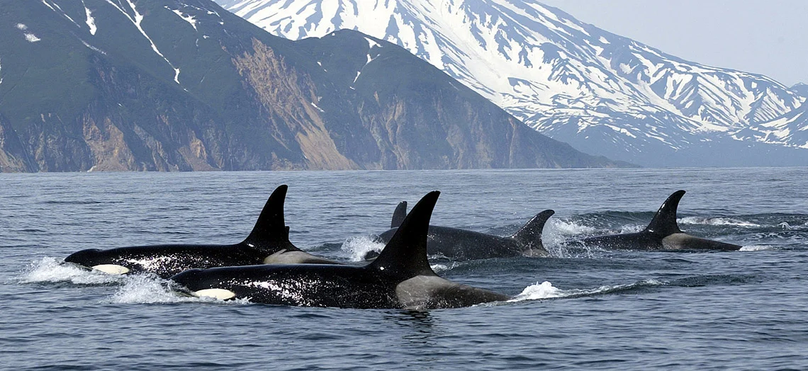 Whale watching off Vancouver.