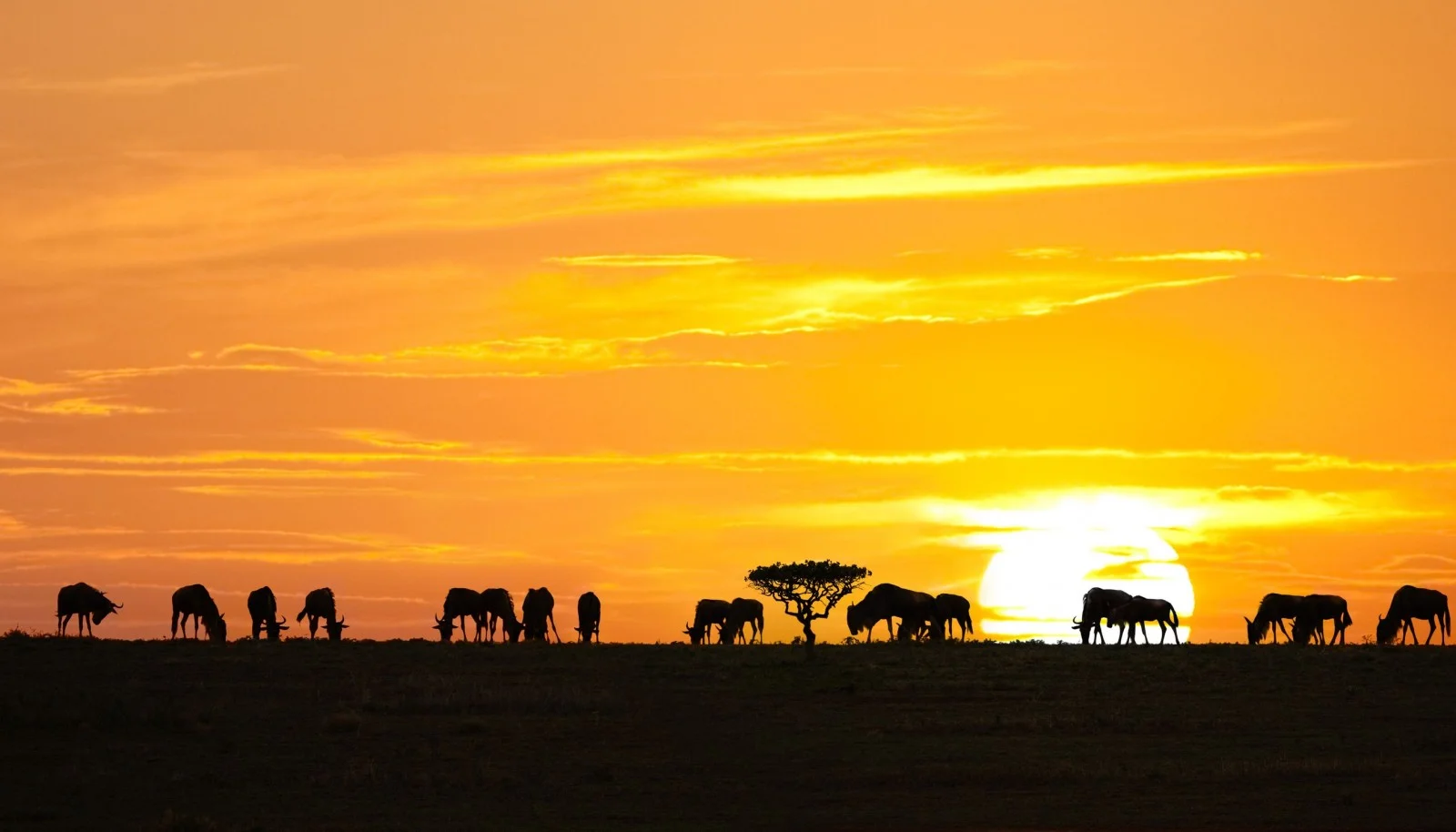 Wildebeests shadows, Serengeti National Park, Tanzania