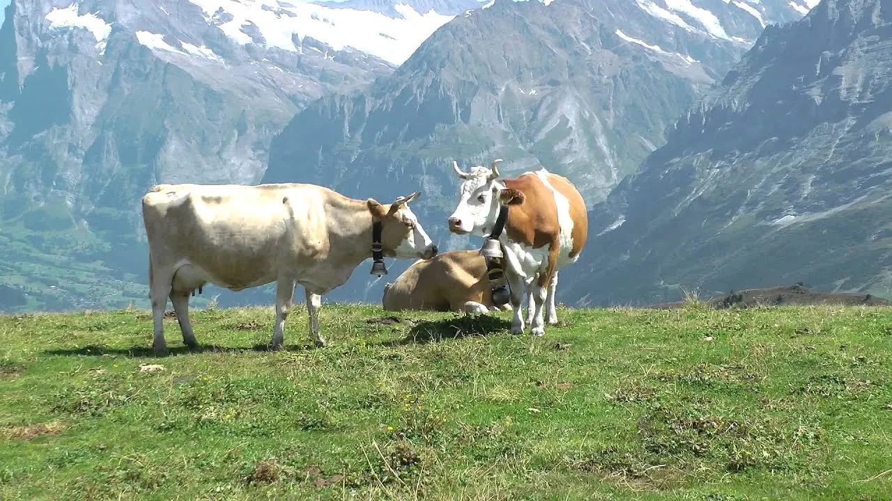 Cows grazing on grass in the Swiss Alps. Grass-fedAF.