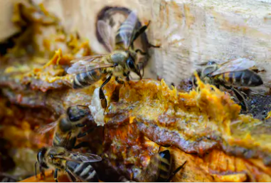 Propolis in the hive. (Image: Shutterstock)