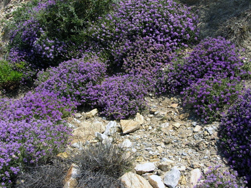 Wild thyme flowers, on Crete.