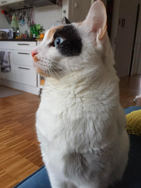 The amazing kitty I watched for 2 weeks in the heart of Berlin, Germany.