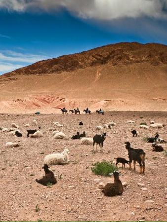 Wild goats galore in the Atlas mountain range.