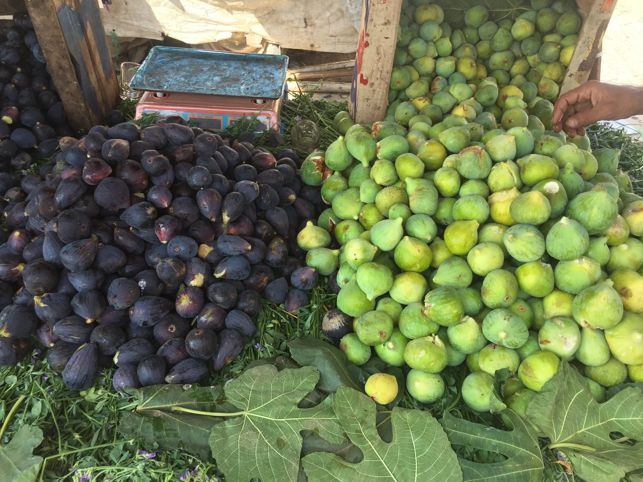 I love fresh figs, but damn… this trip was not worth it.