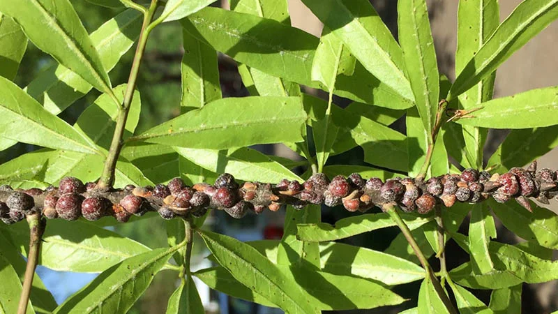scale-insects-oak-branch.jpg