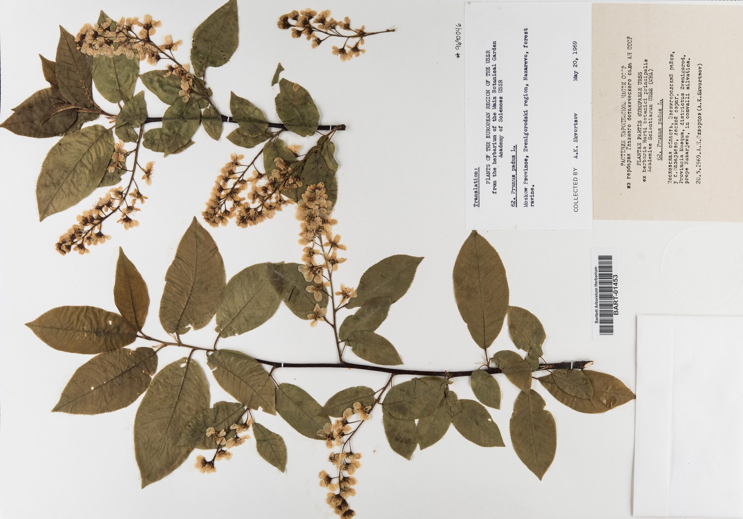 Prunus_padus2 copy 2.jpg