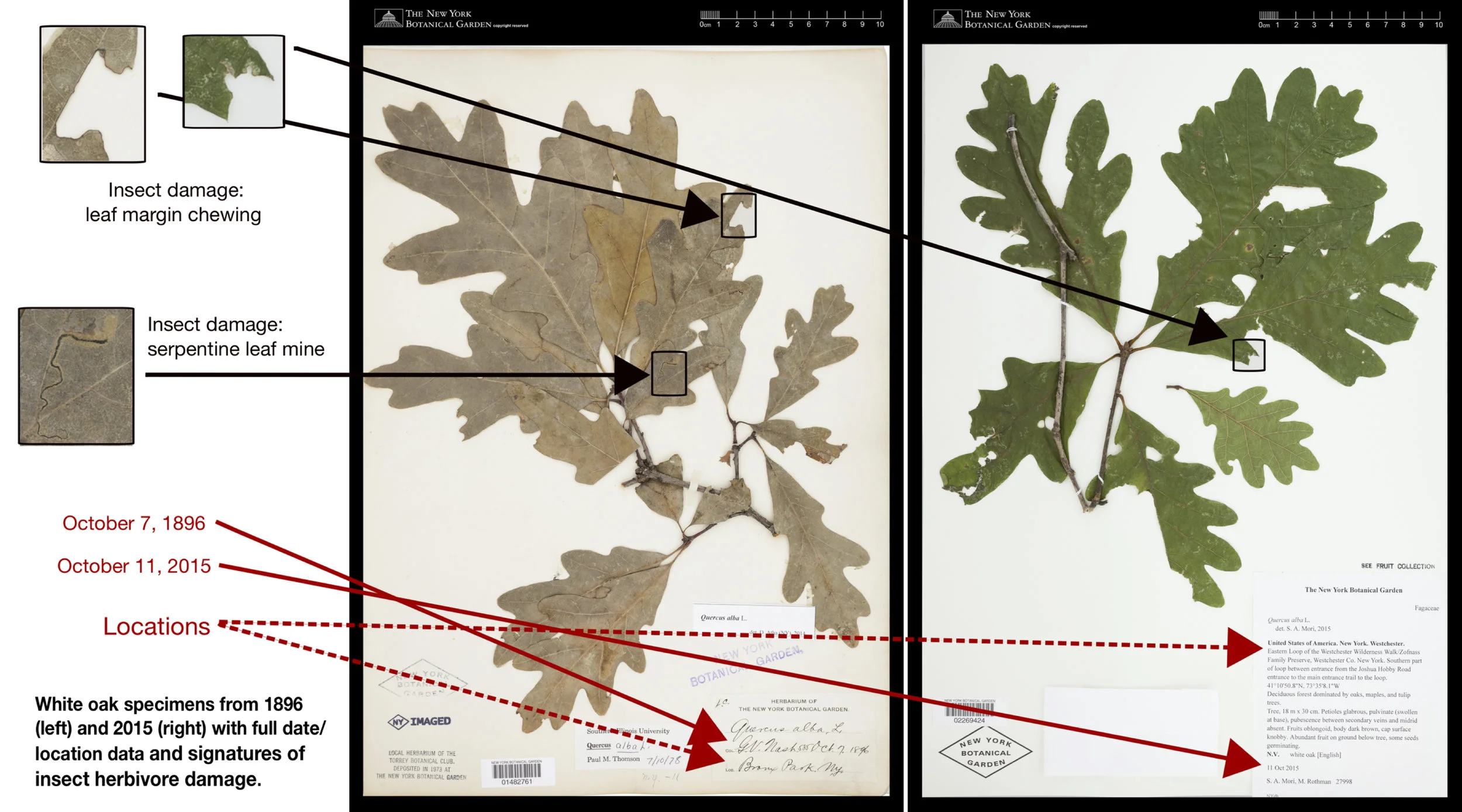 This figure exemplifies the timespan covered by herbarium specimens, along with the date, location, and herbivory data therein. To read the text, click on the image for a larger version.