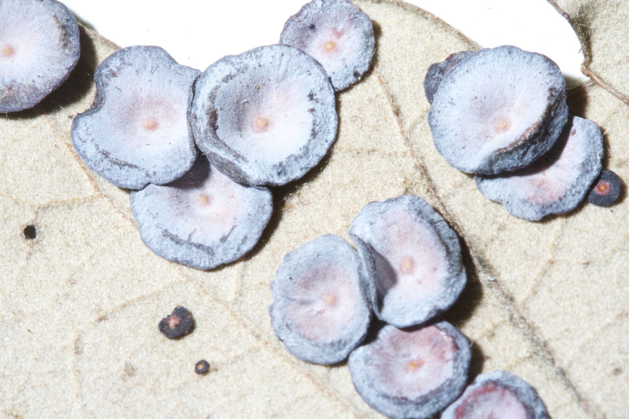 Fungal galls on an herbarium specimen