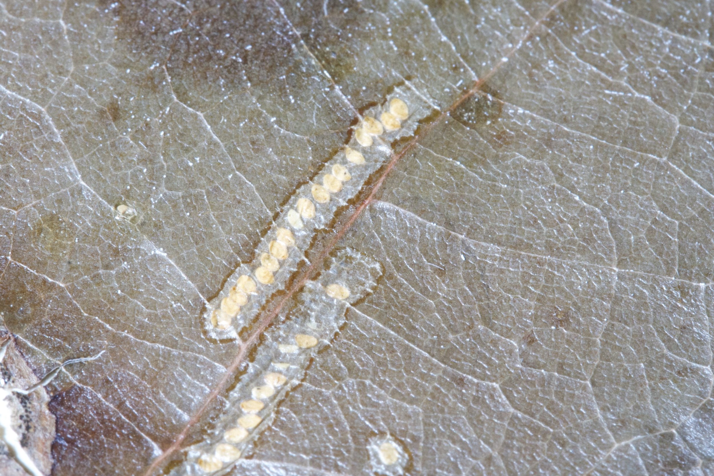 Insect eggs preserved in a specimen