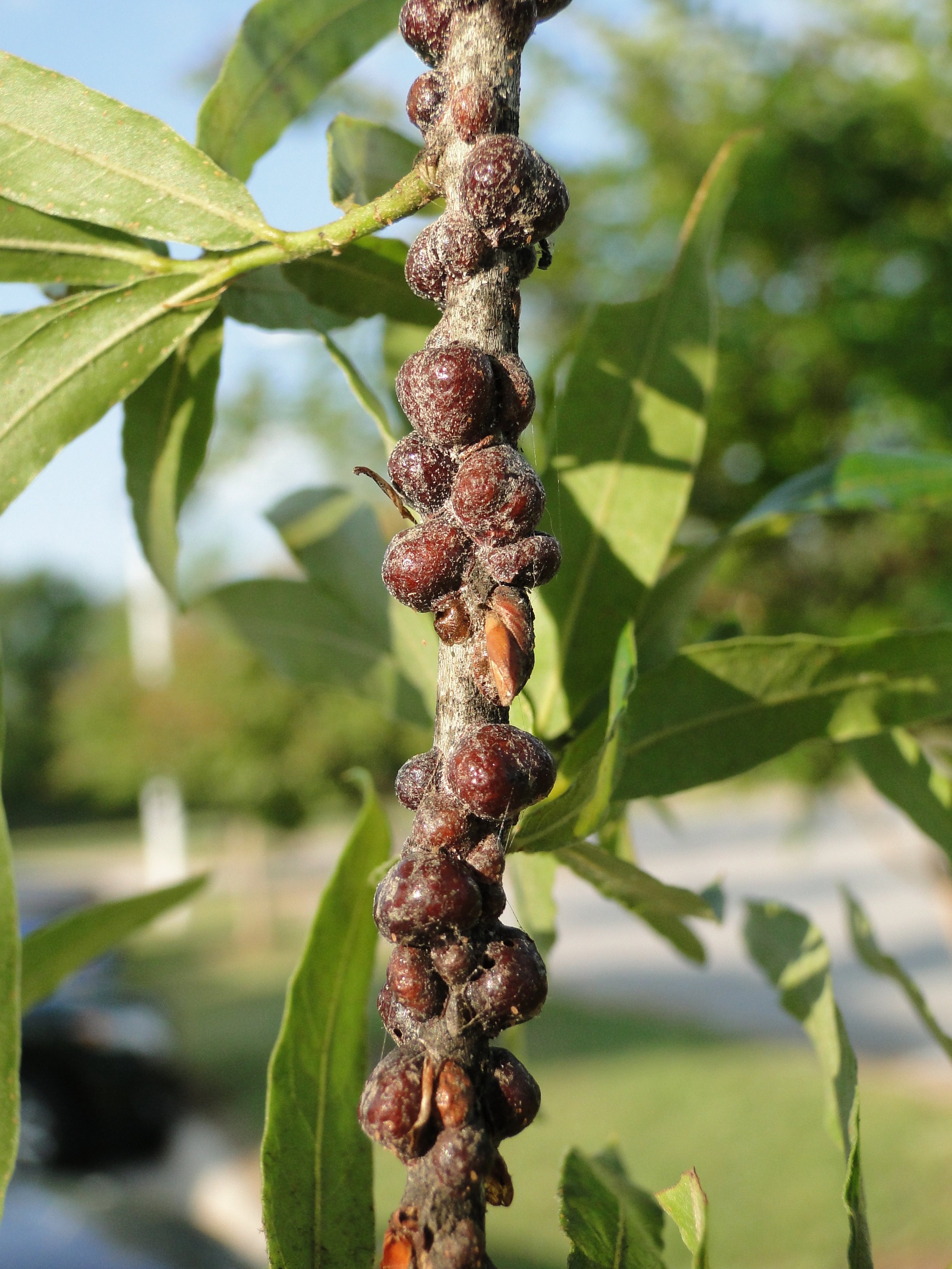 Oak lecanium scale insects on an urban willow oak tree