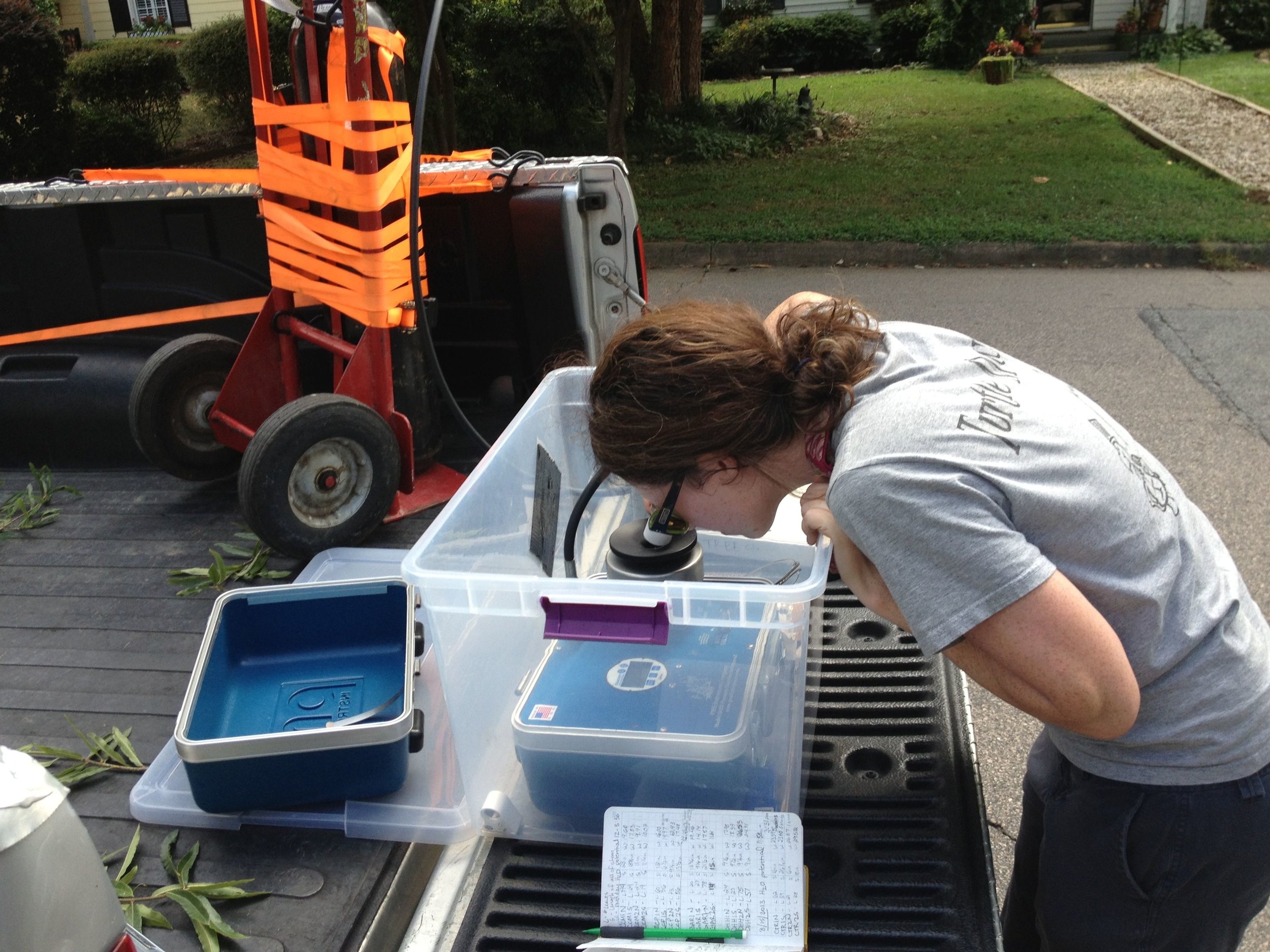 Emily studying water stress in urban willow oak trees