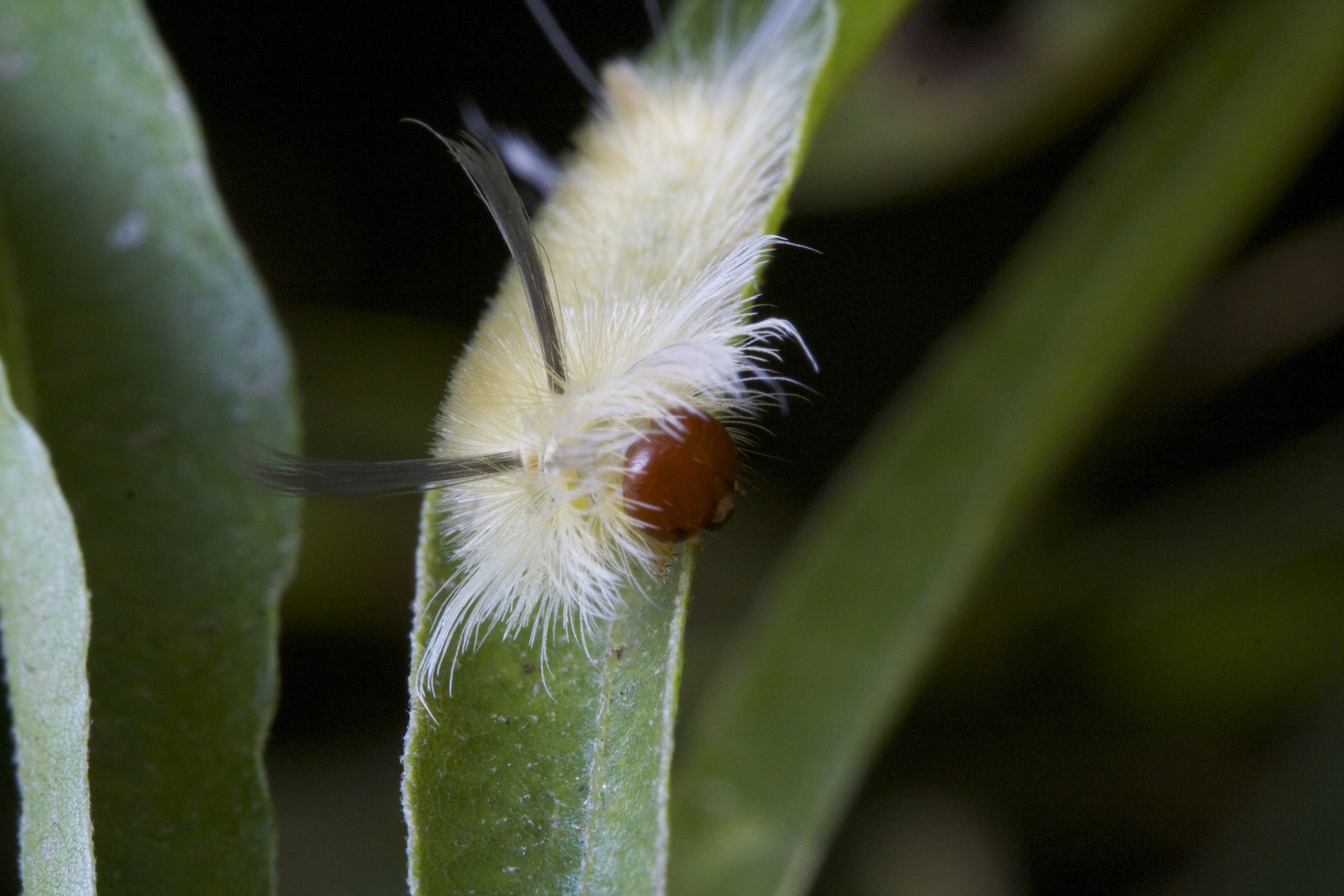A tussock moth caterpillar often found on willow oak