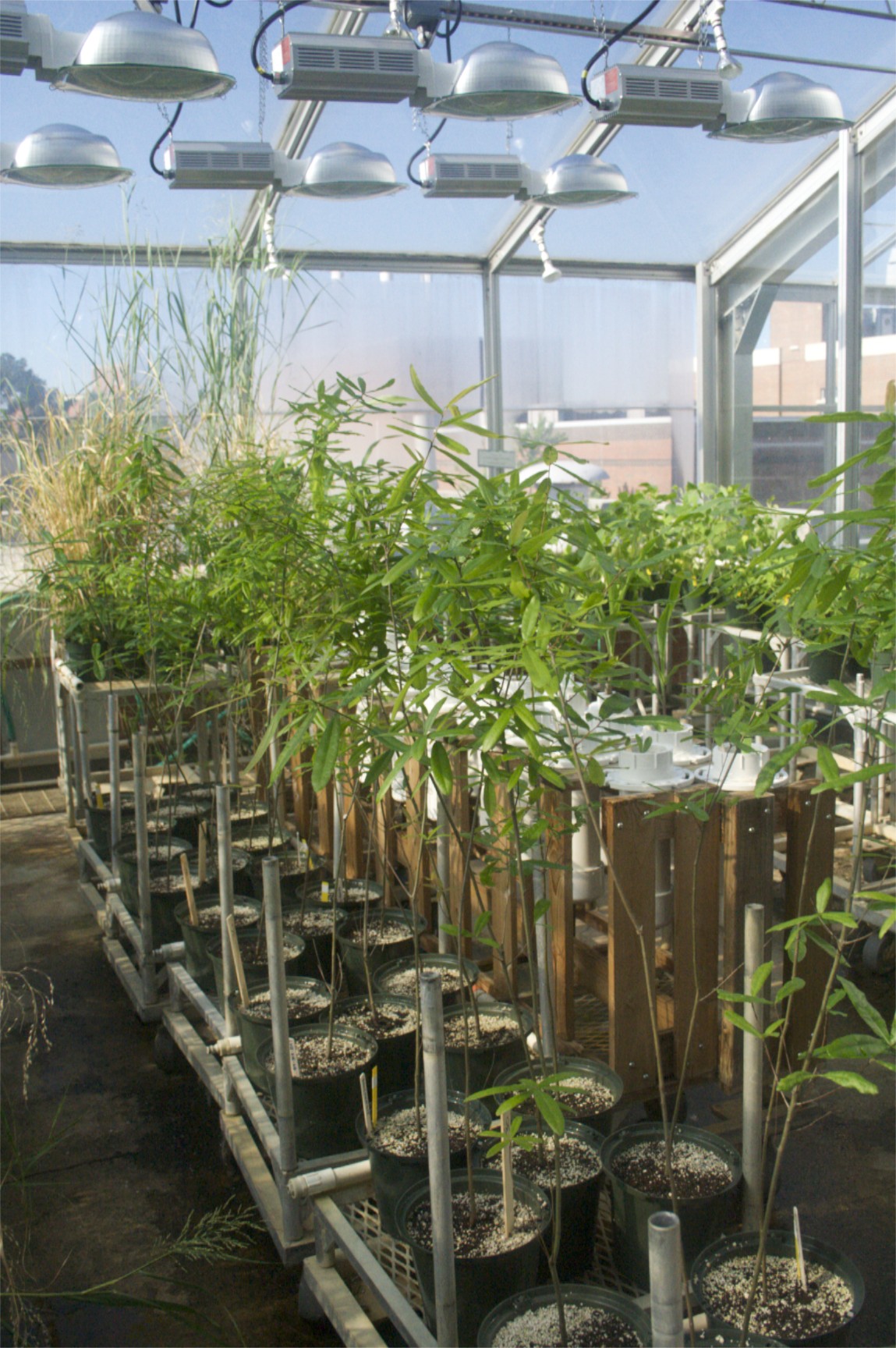 Experimental trees in the NCSU Phytotron greenhouse